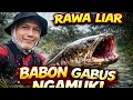 “RAWA LIAR! Babon Gabus Ngamuk Hajar Umpan!”