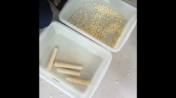 #Shorts MZ-368 Fresh #Corn Sheller Machine Sweet Corn Shelling Threshing Machine Processor