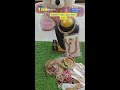 Live Stream of Multi Collection