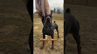 Perros “Peligrosos” Que En Realidad Aman a Su Familia ❤️🐕