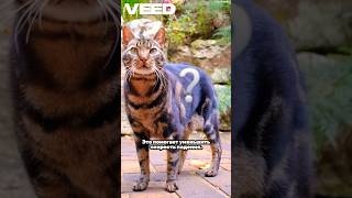 🐈⬛ Кошка упала с 16 этажа… и ВЫЖИЛА! 🐈💥 Как это возможно? #кошки #наука #факты #cat