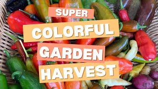 Colorful Harvest! Tomatoes, Melon, Peppers, OH My! 🫑🌶️🍅