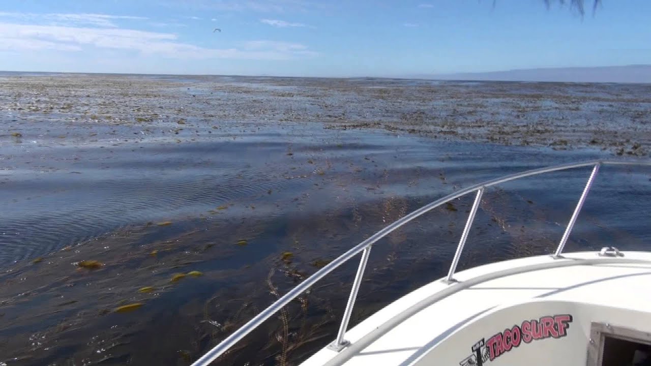 Cedros Adventures (Trailer)