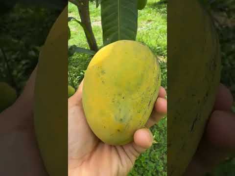 Guava mango