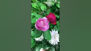 تلاوة مباركة من سورة ألشمس. ألشيخ رعد محمد ألكردي