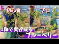 【目からウロコ】プロに聞いたブルーベリーを1鉢で実を成らせる植え替え