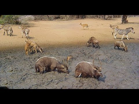 African Bush Sounds - YouTube