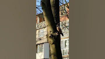 Сойка – птица очень красивая, но жестокая