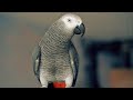 ✅ - ПОЙ, ЧЁ ОРЁШЬ!🤣 ЖАКО ПЕТРУНЯ 🐦FUNNY PARROT ZHAKO PETRUNYA 🔥 (СУБТИТРЫ) #Shorts