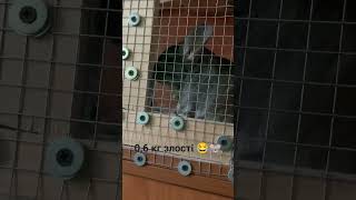 Коли не пускають гуляти 🐭 #fannyvideo #chinchilla #video #animals #family #funny