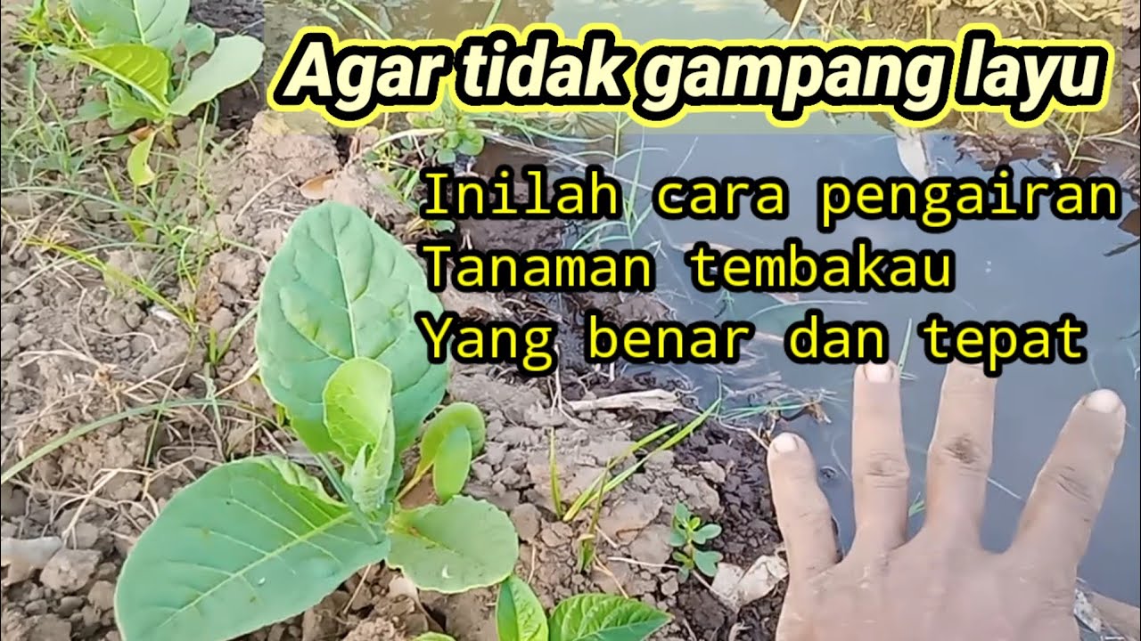 CARA PENGAIRAN YANG BENAR DAN TEPAT PADA TANAMAN TEMBAKAU(@hartonopetanimuda