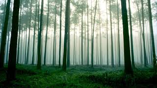 Carbon Based Lifeforms - Silent Running
