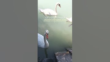 قران كريم #قران كريم #france #paris #تيك_توك #راحة_نفسية #اكسبلور #لايك  #duet #nature #beautiful