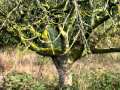 Severe pruning on two neglected apple trees