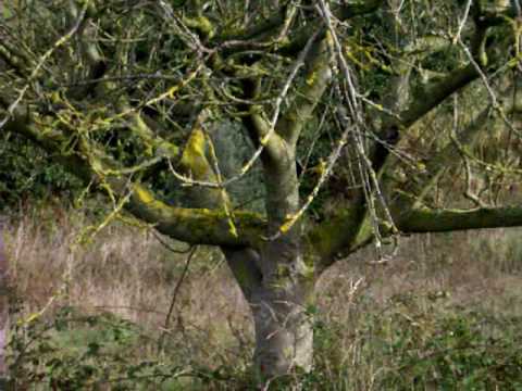 When do you conduct fruit tree maintenance?