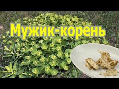 Растение мужик-корень (молочай палласа, фишера) лечебные свойства, применение настойки, польза.