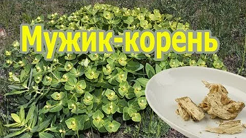 Растение мужик-корень (молочай палласа, фишера) лечебные свойства, применение настойки, польза.
