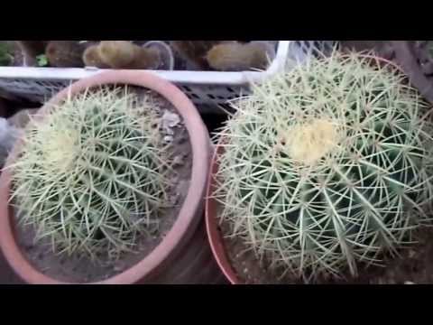 Video: Echinocactus: Làm Thế Nào để Chứa?