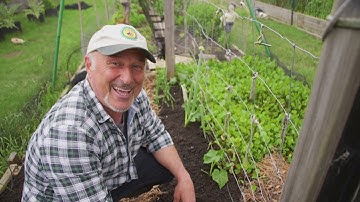 Planting Cucumbers