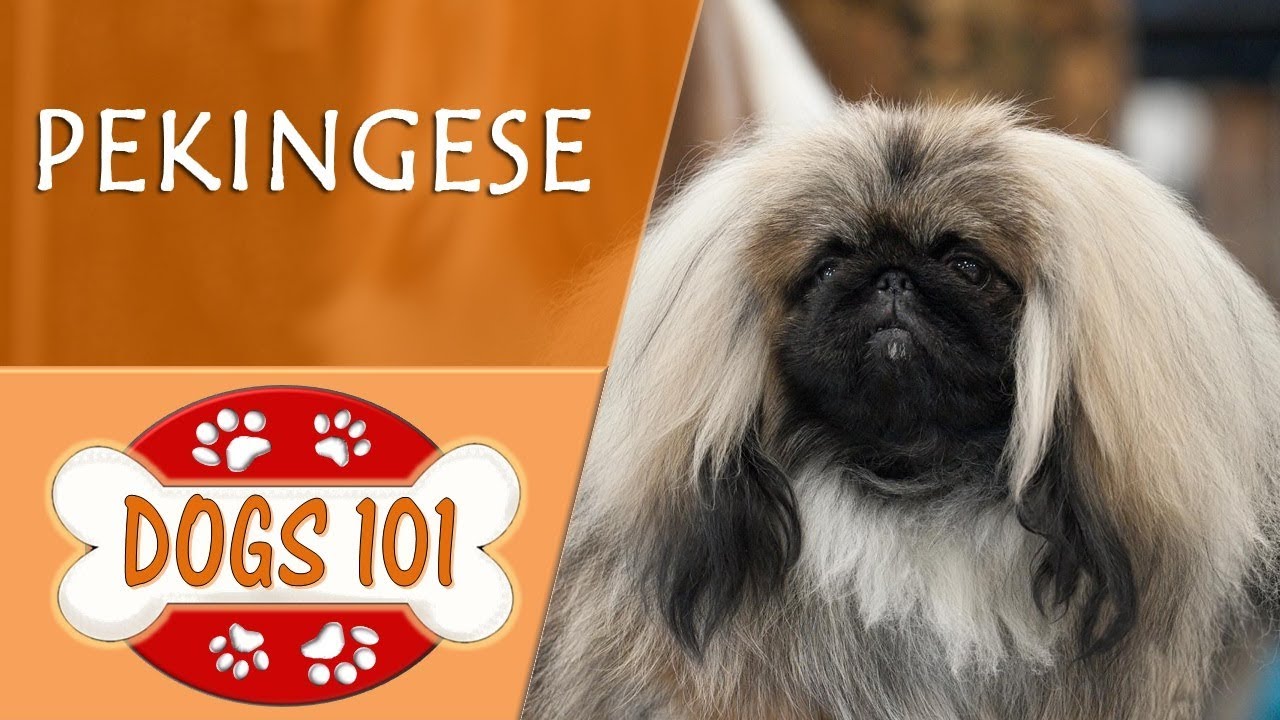 best food for pekingese