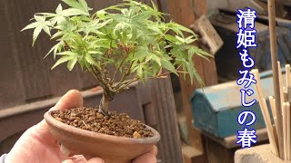 Kiyohime Maple Spring - YouTube