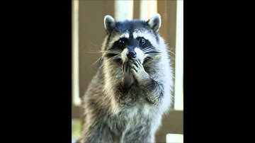 I Object! Intra Muros