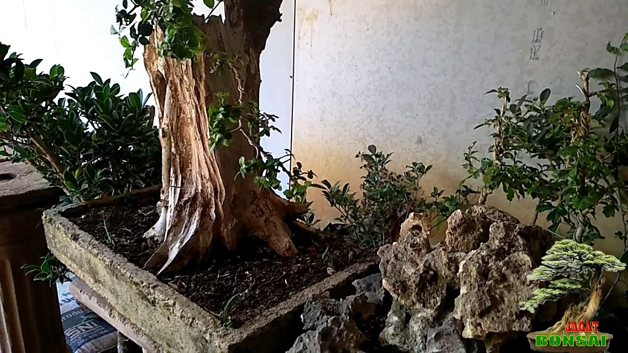 Bonsai Serut Kayu Mati