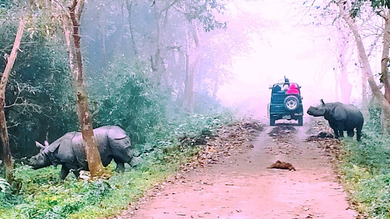 ⁣Kaziranga National Park #kaziranganationalpark 🥰 #shorts #trending