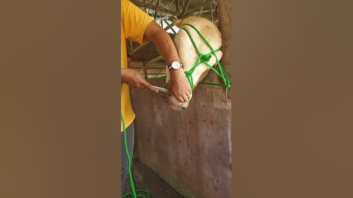 Tutorial keluh sapi'
