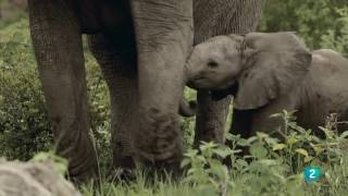 Grandes documentales - Alma de elefante