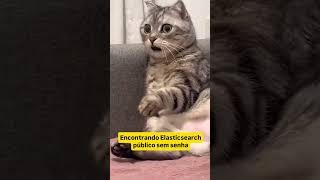 Encontrando Elasticsearch público sem senha