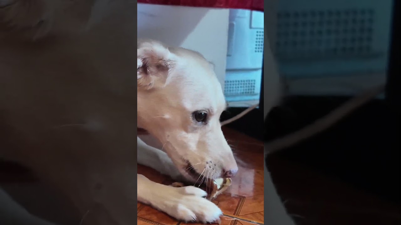 PIANKA JE UCHO! 🐶😱 | Najsłodszy moment dnia #shorts #dogmom #dogsofyoutube