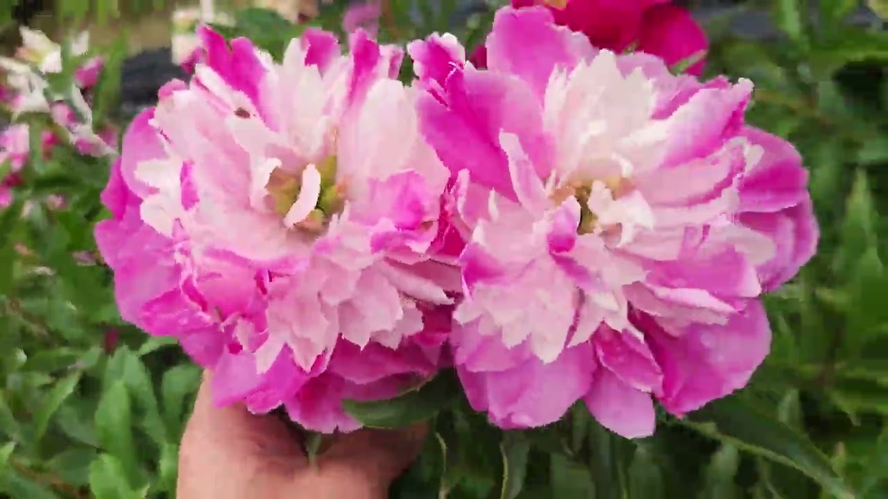 부자목단농장입니다 010-9571-8888 