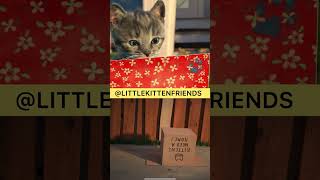 Little Kitten Neead A Home - Adventures Of A Little Kitten In Your Smartphone!