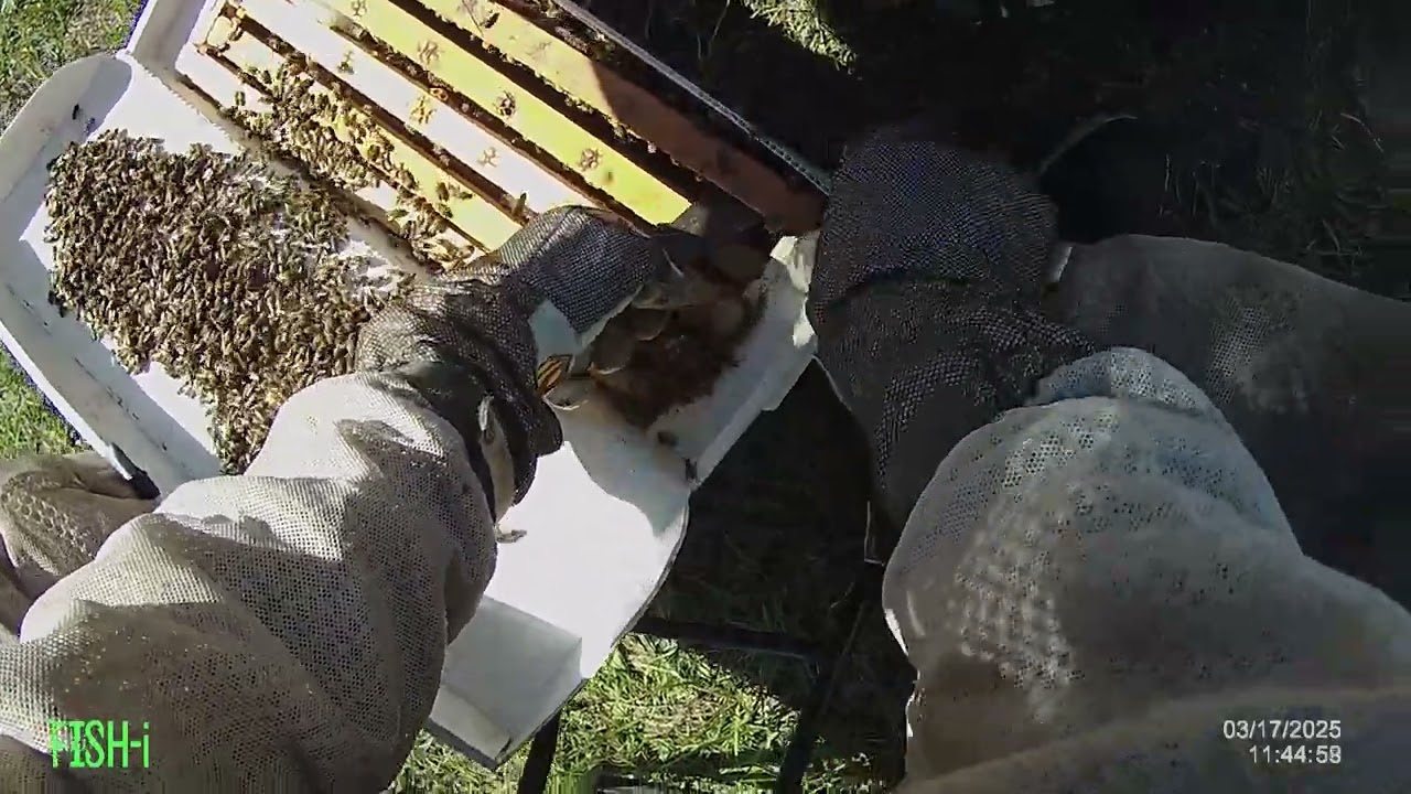 3/17/25 Working in my mini beeyard