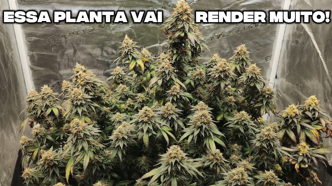 ÚLTIMOS dias de Floração da Cannabis