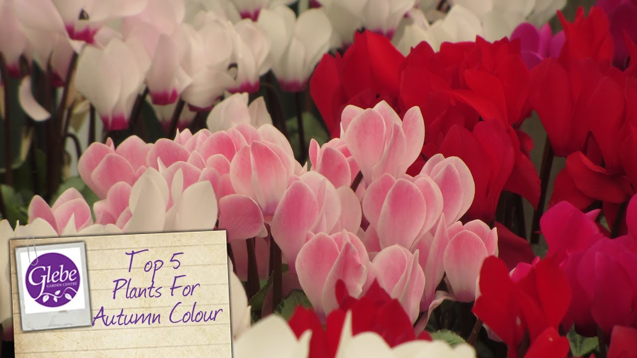 Top 5 Plants For Autumn Colour | Glebe Garden Centre Leicester