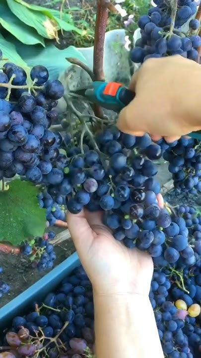 Посадка винограда. Обильный урожай винограда 🍇 - YouTube