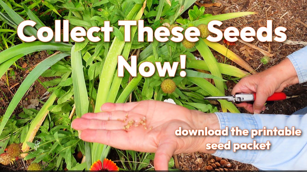 calendula pot marigold seeds Oopsy Daisy Calendula (Pot Marigold) Seeds
