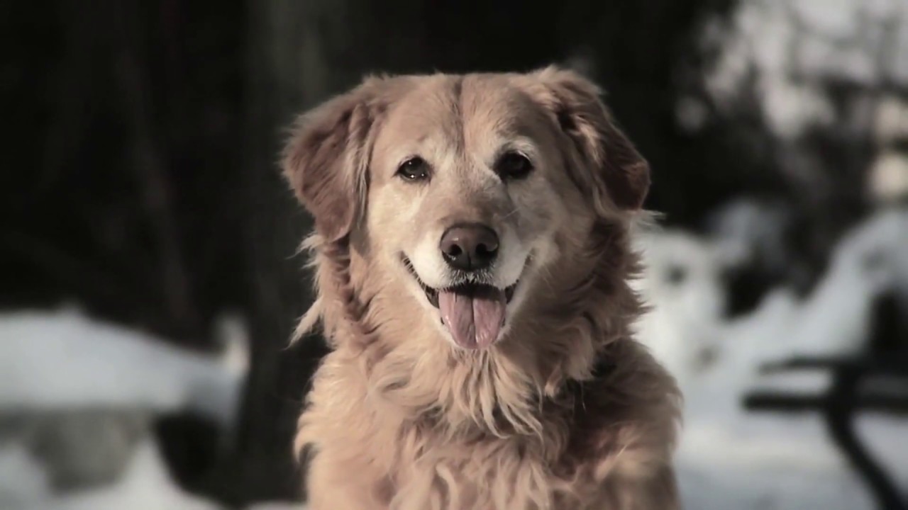 ''You Only Have a PUPPY'' commercial - YouTube