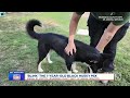 KTLA’s Pet Project: Help Blink Find His Forever Home