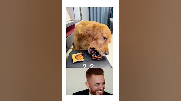 Very smart dog makes the right choice(funny reaction)