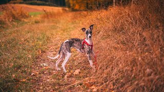 Training Your Whippet for Search and Rescue: Heroes in the Making
