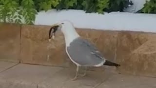 Gaviota comiendose una cría de gato.