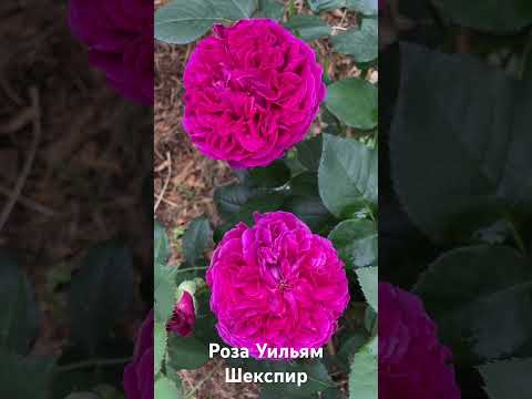 Vídeo: Memorial Roses: Plante um Memorial Rose Bush em seu jardim