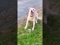 dog fanny video 🐶