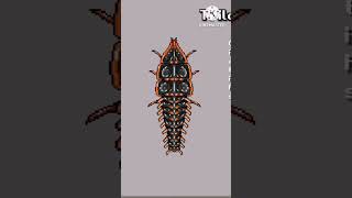 Pocket Ants Vs Pocket Bees