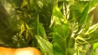 flower update/ marijuana breeding