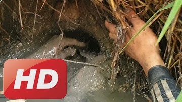 Mò Hang Bắt Cá & Bữa Cơm Đạm Bạc Cùng Chú 7 Đầy| Săn Bắt TV