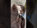 Otter Core